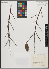 Foto von Salix L.